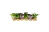 Sakura Mix Living Cress