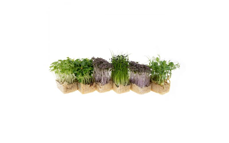 Sakura Mix Living Cress