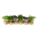 Sakura Mix Living Cress
