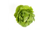 Hydro Boston Lettuce