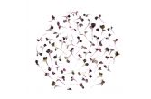 Micro Purple Daikon Radish