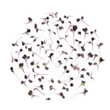 Micro Purple Daikon Radish