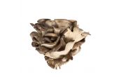 Oyster Mushrooms