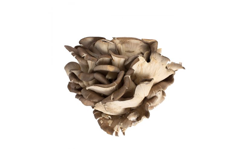 Oyster Mushrooms