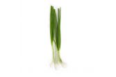 Spring Onions