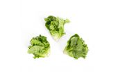 Organic Little Gem Lettuce