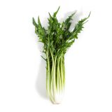 Organic Puntarella Di Galatina