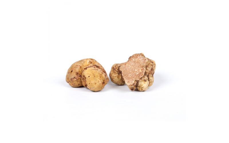 Fresh White Truffle Medium Size