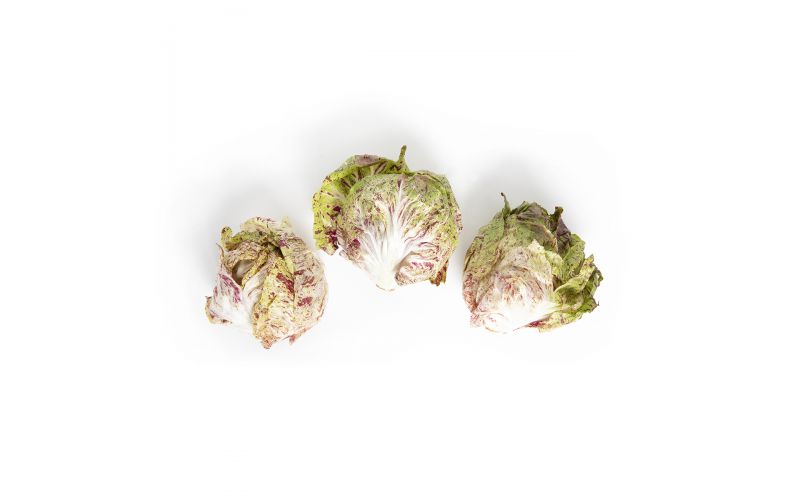 Organic Castlefranco Radicchio