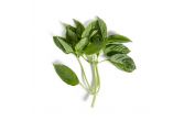 Hawaiian Basil