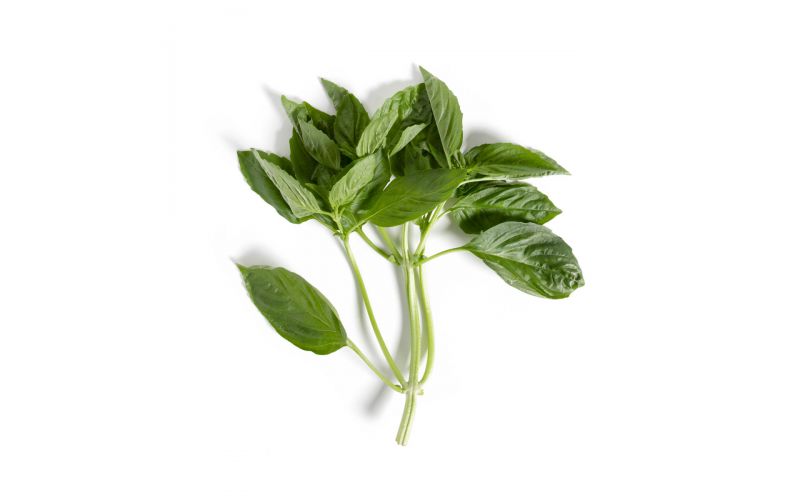 Hawaiian Basil
