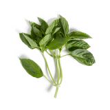 Hawaiian Basil