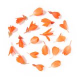 Incan Begonia Flowers