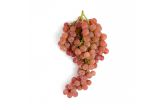 Red Holiday Seedless Grapes
