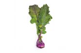 Organic Purple Kohlrabi