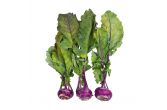 Organic Purple Kohlrabi