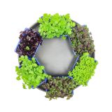 Sushi Mix Living Cress