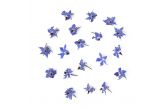 Organic Borage Flowers