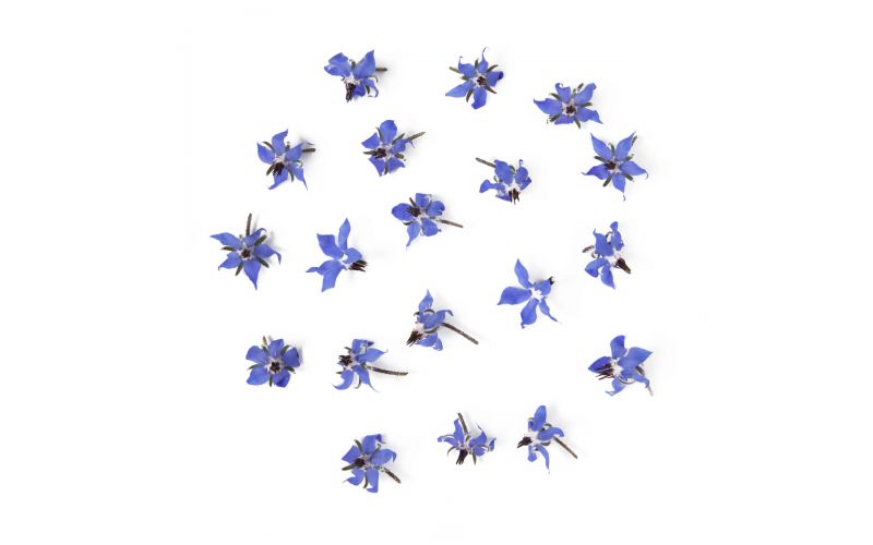 Organic Borage Flowers