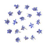 Organic Borage Flowers