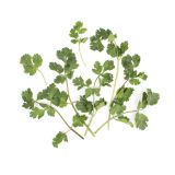 Local Cilantro