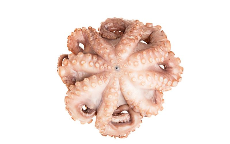 Tumbled and Tenderized Mediterranean Octopus IQF 4-6 LB