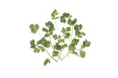 Organic Cilantro