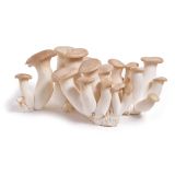 Organic Trumpet Royale Mushrooms