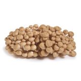 Organic Brown Beech Mushrooms