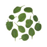 Organic Bloomsdale Spinach