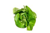 Butterhead Lettuce