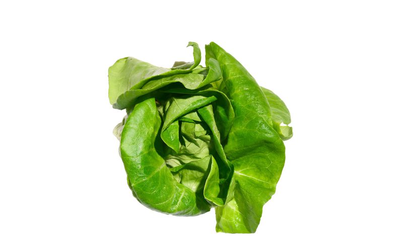 Butterhead Lettuce