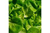 Butterhead Lettuce