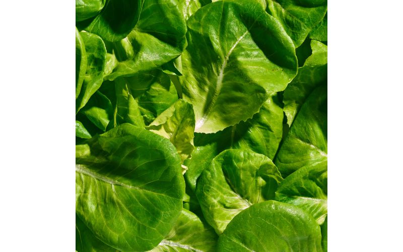 Butterhead Lettuce