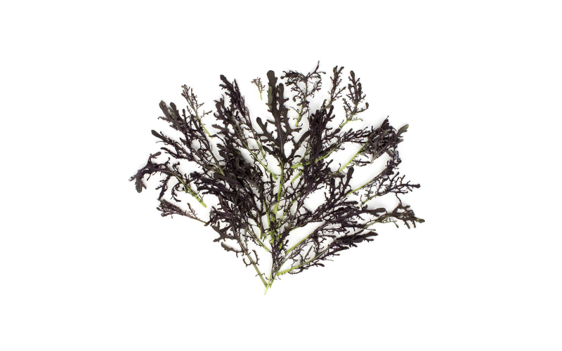 Organic Red Frill Mustard