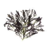 Organic Red Frill Mustard