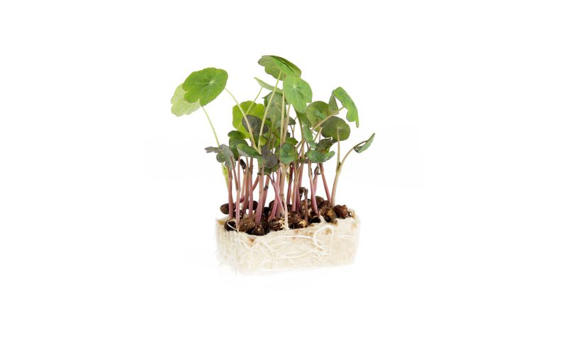 Zorri Living Cress