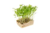 Chervil Living Cress