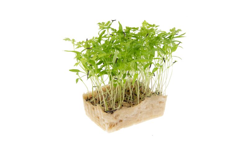 Chervil Living Cress
