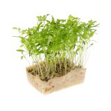 Chervil Living Cress