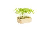 Basil Limon Living Cress