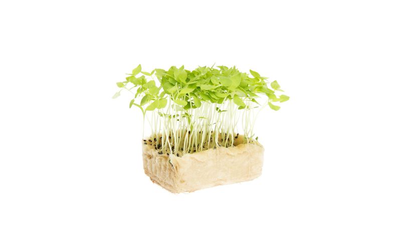Basil Limon Living Cress