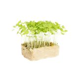 Basil Limon Living Cress