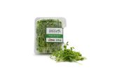 Organic Pea Shoots