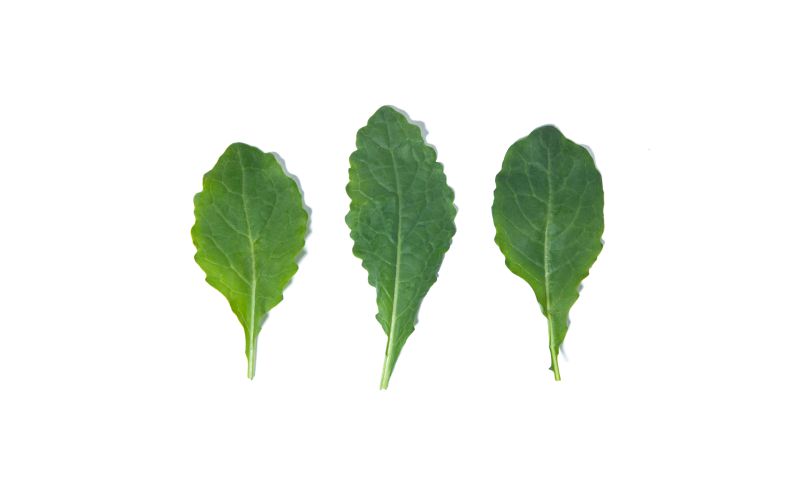 Baby Green Kale