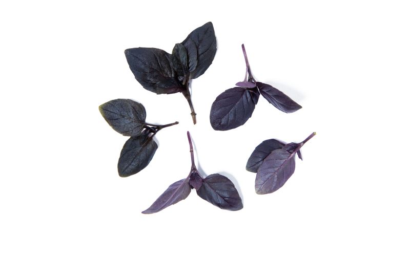KinderGreens® Opal Basil