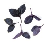 KinderGreens® Opal Basil