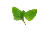 Lemon Balm