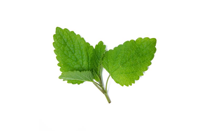 Lemon Balm