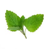 Lemon Balm